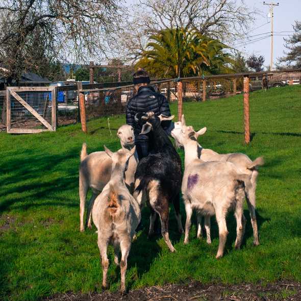 Goat Hugs